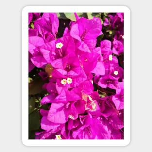 Purple bougainvilleas Sticker